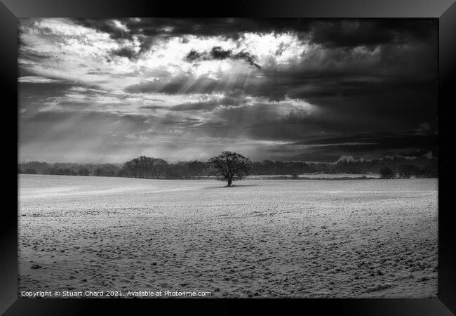Lone tree in a field of snow Framed Print by Stuart Chard