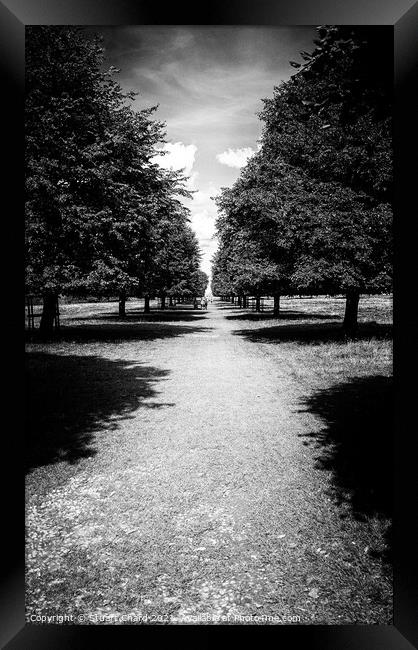 Tree lined pathway Framed Print by Stuart Chard