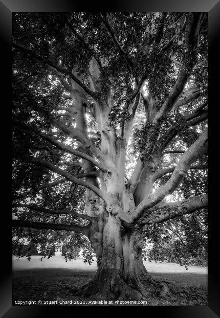 Old english tree - monochrome Framed Print by Stuart Chard
