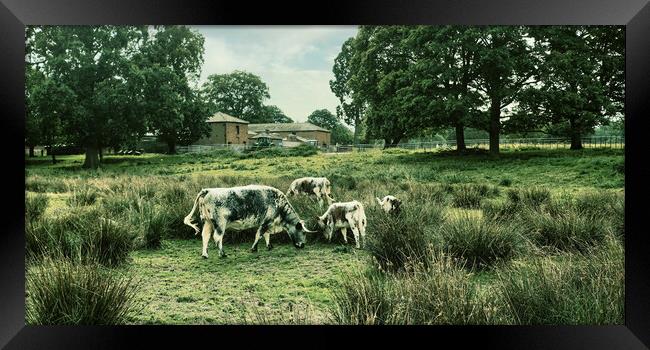 cattle cows field grass farm grazing Framed Print by Stuart Chard