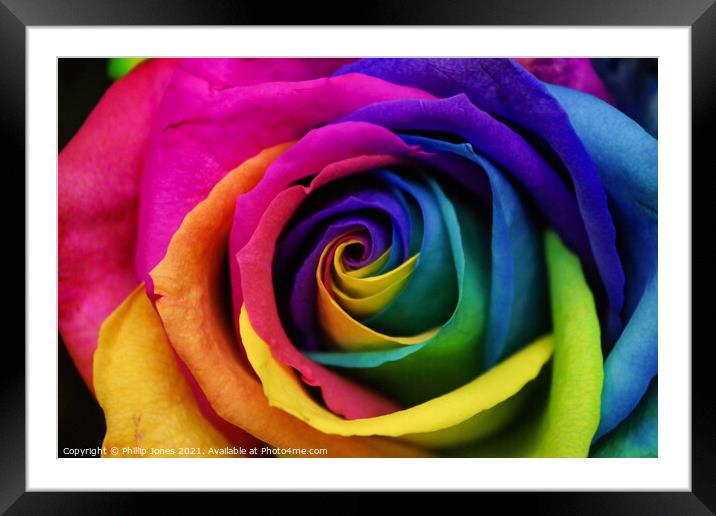 Abstract colourful rose Framed Mounted Print by Phillip Jones