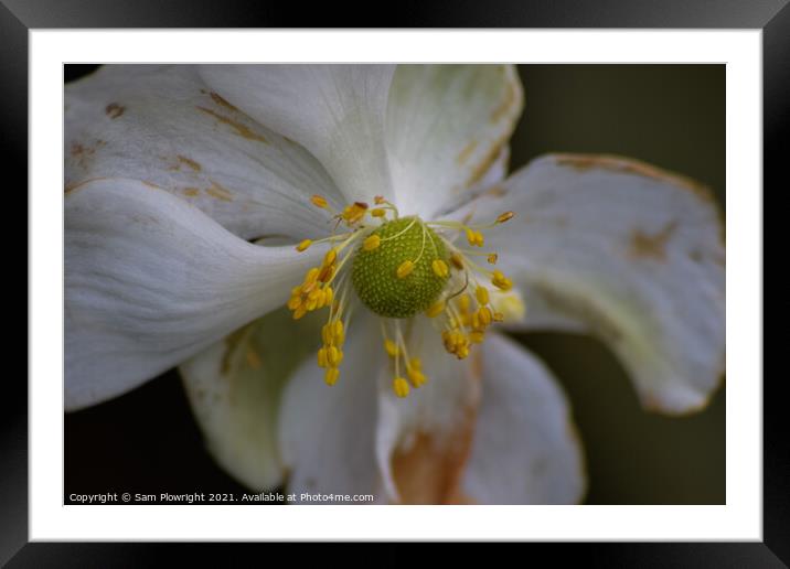 Macro shot of a flower Framed Mounted Print by Sam Plowright