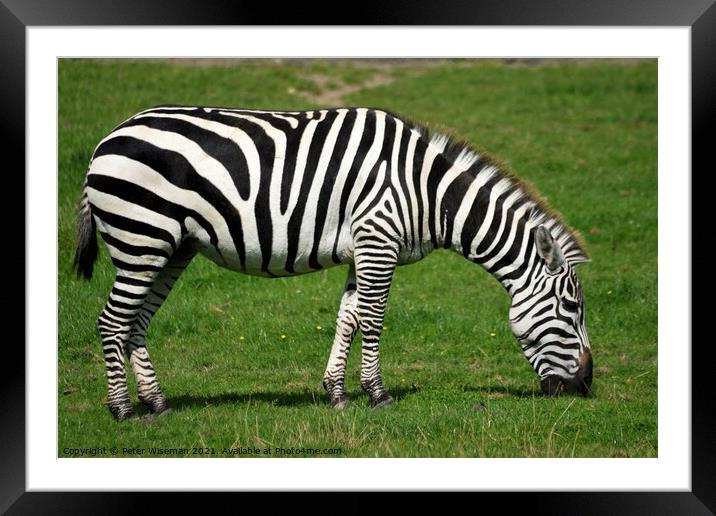Grant's zebra Framed Mounted Print by Peter Wiseman