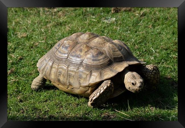 Tortoise Framed Print by Peter Wiseman