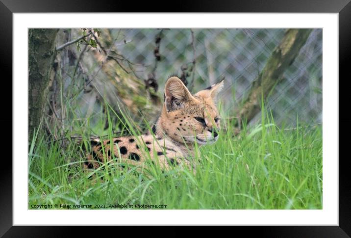 Serval Framed Mounted Print by Peter Wiseman