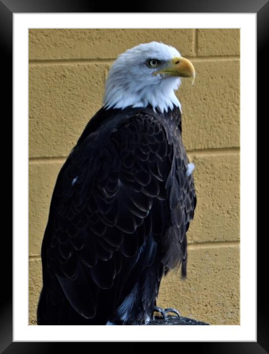 American bald eagle Framed Mounted Print by Peter Wiseman