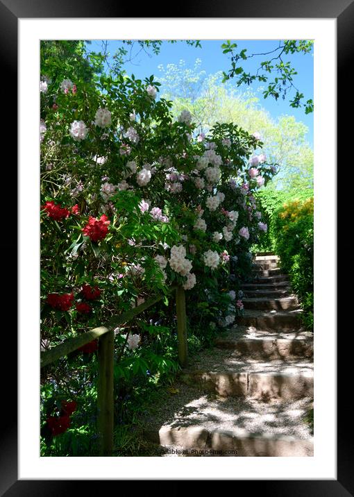 Stone steps bordered by spring flowering shrubs in Framed Mounted Print by Peter Wiseman