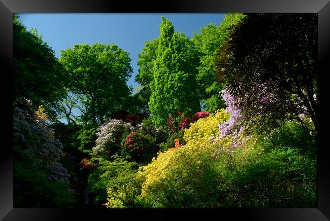 Rhododendrons and Azaleas Framed Print by Peter Wiseman