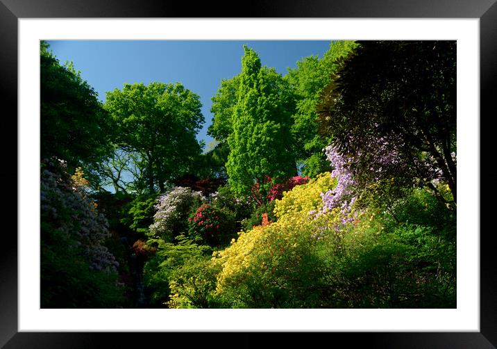 Rhododendrons and Azaleas Framed Mounted Print by Peter Wiseman
