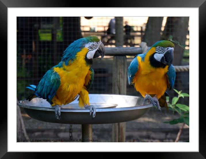 A pair of blue and yellow macaws Framed Mounted Print by Peter Wiseman