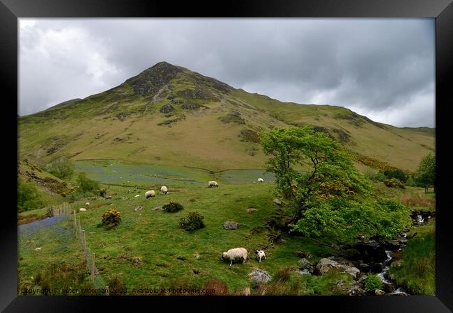 View over the beck in Rannerdale Valley towards Wh Framed Print by Peter Wiseman