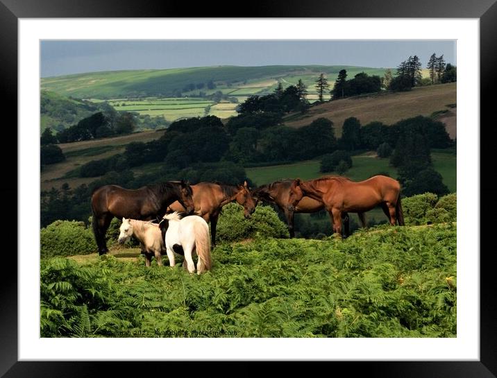 Horses and ponies grazing on Pen y Crug, Brecon, P Framed Mounted Print by Peter Wiseman