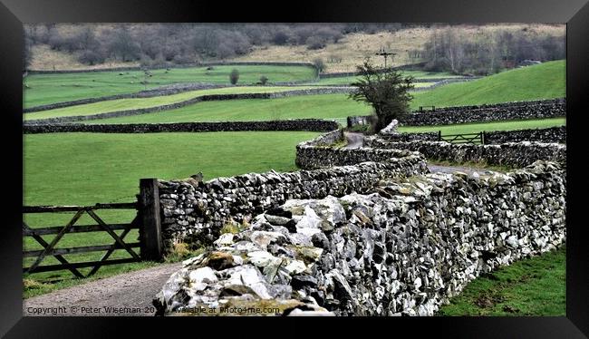 Dry stone walls Yorkshire Dales Framed Print by Peter Wiseman