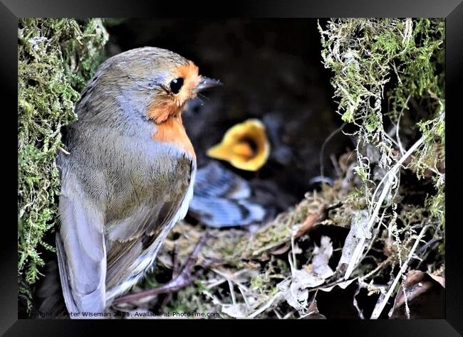 Robin with young in nest Framed Print by Peter Wiseman