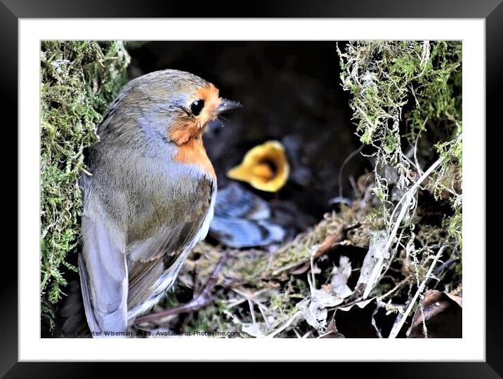 Robin with young in nest Framed Mounted Print by Peter Wiseman