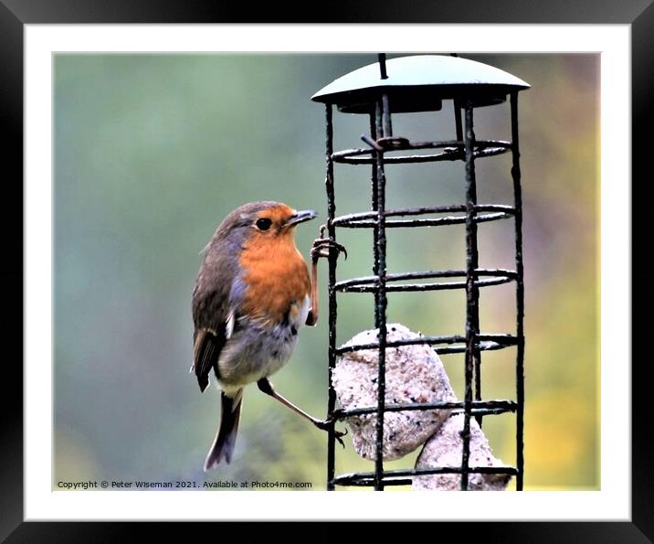 Robin on garden feeder Framed Mounted Print by Peter Wiseman