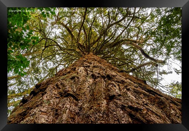 Looking up Framed Print by Ralph Greig