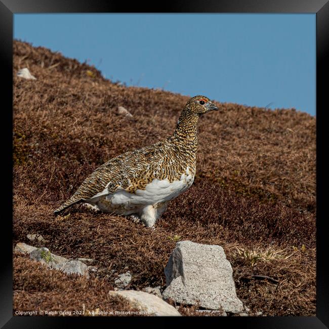 Munro Red Grouse Framed Print by Ralph Greig