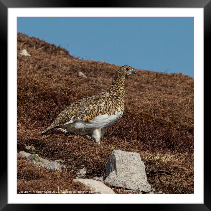 Munro Red Grouse Framed Mounted Print by Ralph Greig