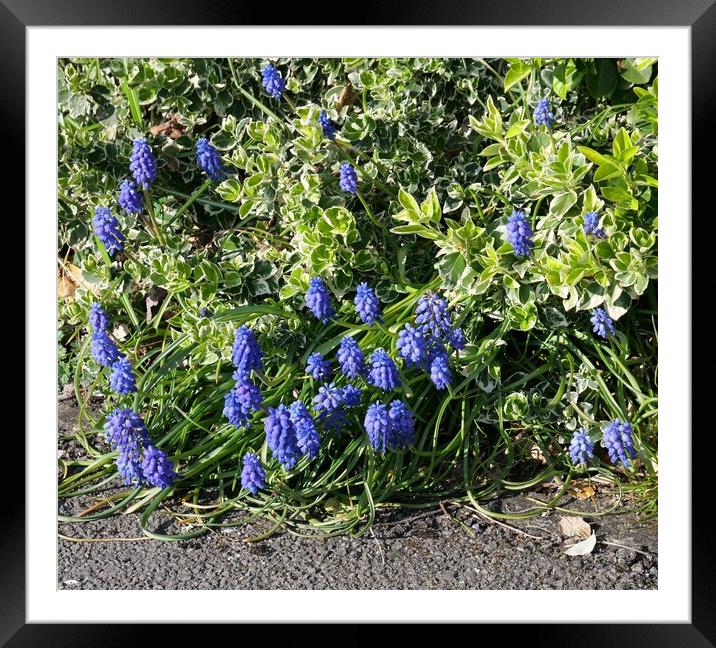 Muscari Armeniacum Framed Mounted Print by Roy Hinchliffe