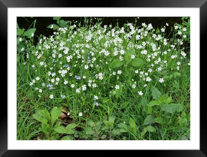 Wood Anemones Framed Mounted Print by Roy Hinchliffe