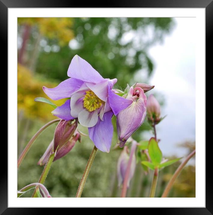 Purple Aquilegia  Framed Mounted Print by Roy Hinchliffe