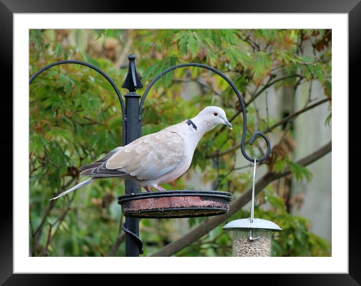 Collared Dove on bird feeder Framed Mounted Print by Roy Hinchliffe