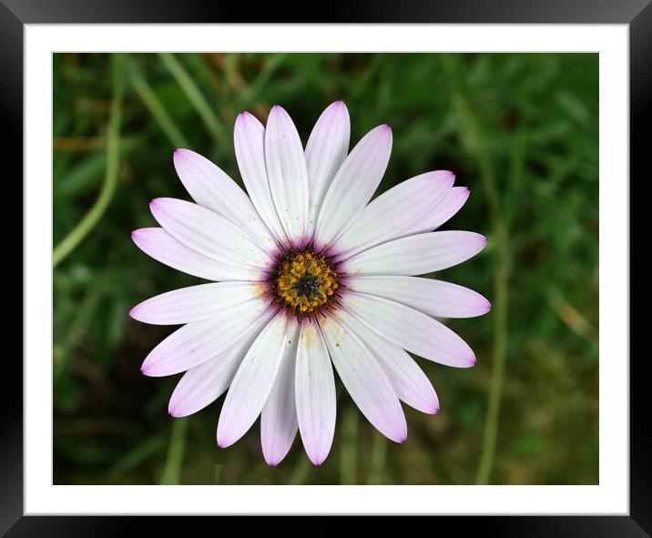 Daisy in flower Framed Mounted Print by Roy Hinchliffe