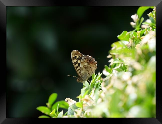 Speckled wood butterfly Framed Print by Roy Hinchliffe