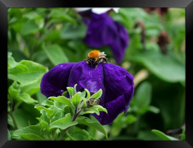 Bee in purple pansy Framed Print by Roy Hinchliffe