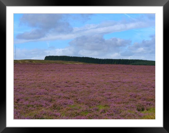 The Heather in Bloom Framed Mounted Print by Roy Hinchliffe