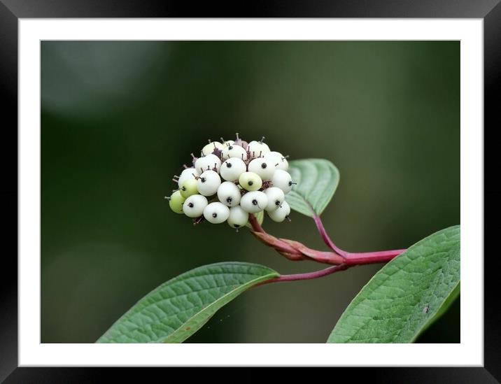 White snowberry Framed Mounted Print by Roy Hinchliffe