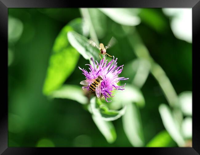 Hover fly on purple flower Framed Print by Roy Hinchliffe
