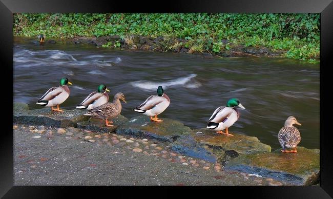 Waiting by the river Framed Print by Roy Hinchliffe