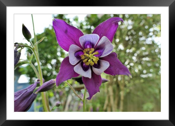 Aquilegia flowering in Yorkshire garden Framed Mounted Print by Roy Hinchliffe