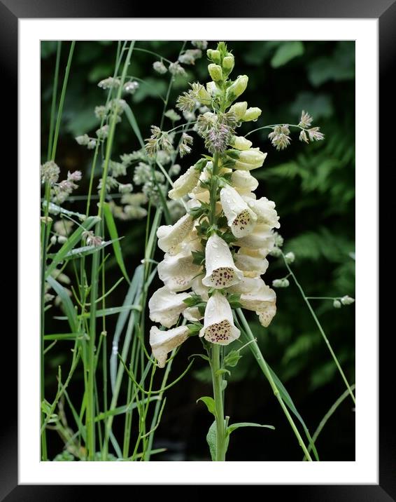 Foxglove in bloom Framed Mounted Print by Roy Hinchliffe