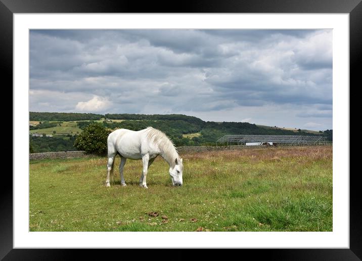 Horse grazing Holmfirth Framed Mounted Print by Roy Hinchliffe