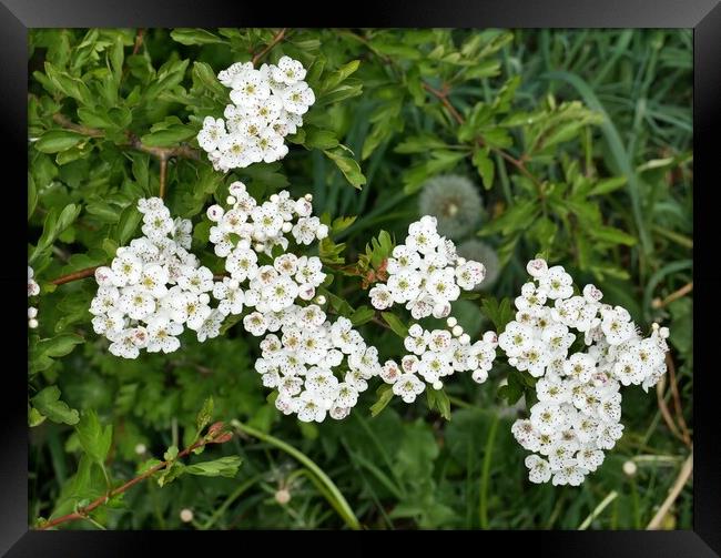 Hawthorn in flower Framed Print by Roy Hinchliffe