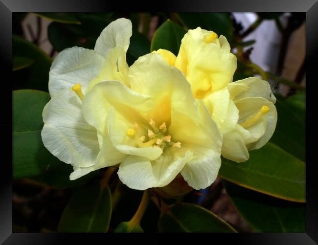Yellow rhododendron Framed Print by Roy Hinchliffe