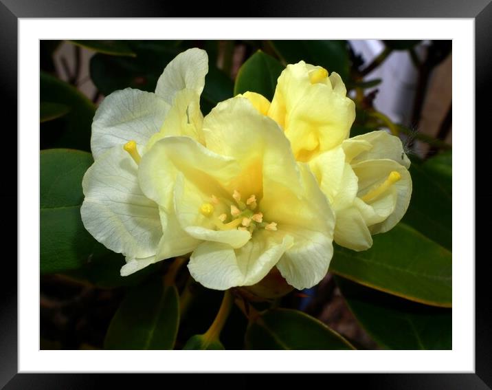 Yellow rhododendron Framed Mounted Print by Roy Hinchliffe