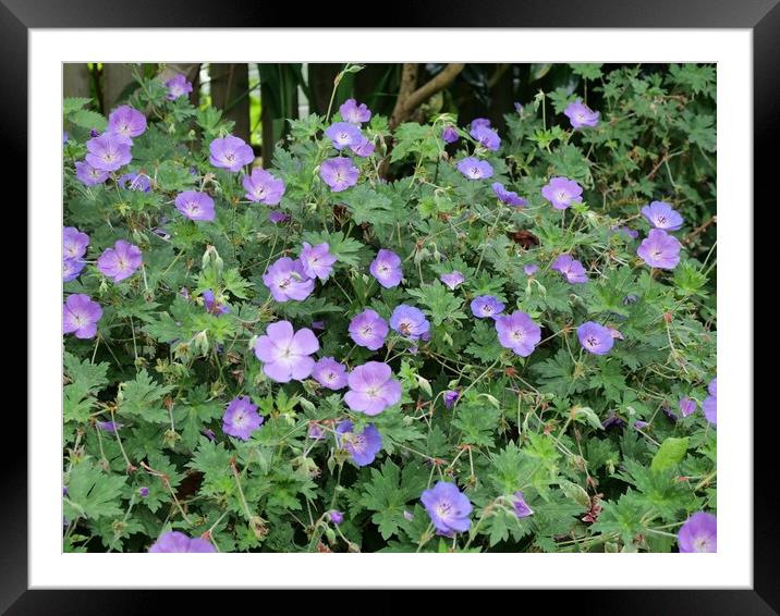 Geranium Rozanne Framed Mounted Print by Roy Hinchliffe