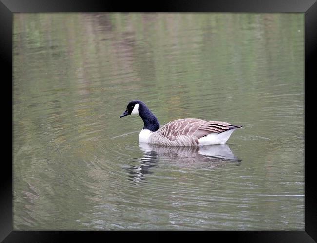 Canada Goose Framed Print by Roy Hinchliffe