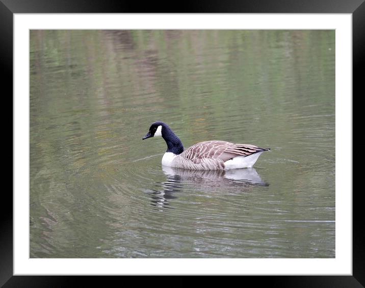 Canada Goose Framed Mounted Print by Roy Hinchliffe