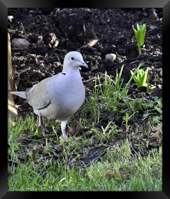 Collared Dove Framed Print by Roy Hinchliffe