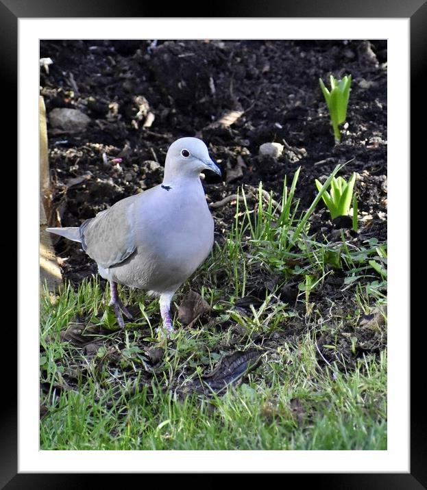 Collared Dove Framed Mounted Print by Roy Hinchliffe