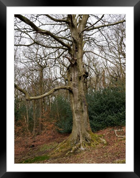 Old Oak Tree Framed Mounted Print by Roy Hinchliffe