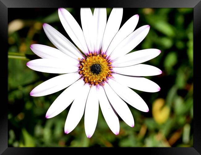 Osteospermum single white  Framed Print by Roy Hinchliffe