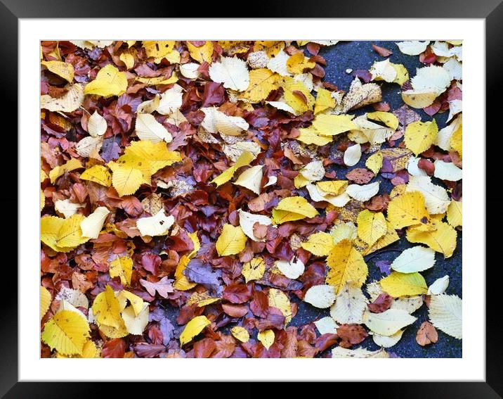Autumn leaves Framed Mounted Print by Roy Hinchliffe