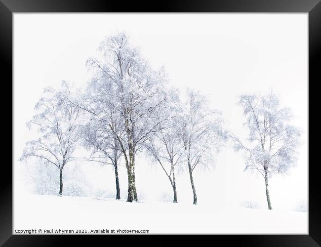 Silver birch trees in the winter snow Framed Print by Paul Whyman