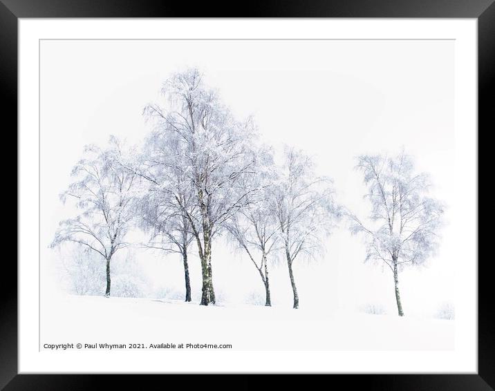 Silver birch trees in the winter snow Framed Mounted Print by Paul Whyman